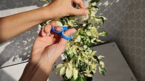 Фикус Бенджамина Кёрли. Правильный уход и размножение. (Керли, Курли, Чарли, Curly)