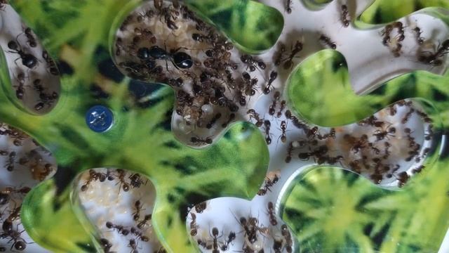 Переселение большой колонии муравьев-жнецов. Первый месяц смотреть онлайн