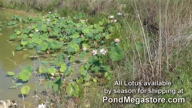 Growing Lotus, Pink Lips Large Lotus in Pond Video смотреть онлайн