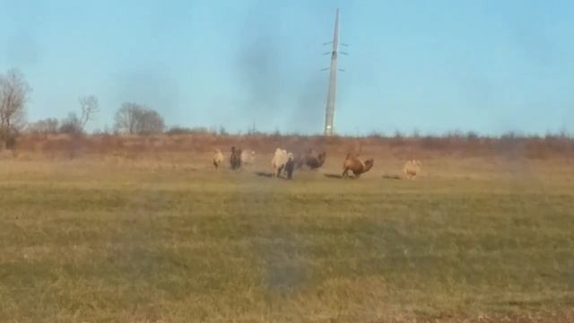 Верблюды у нас на Кубани #животные #верблюды #крымск #кубань #поле смотреть онлайн