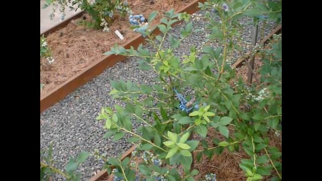 Обзор и дегустация голубики часть 1. Ранние и средние сорта. Blueberry смотреть онлайн