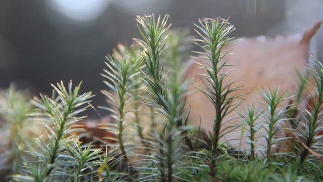 2018 11 ноябрь 11 Вселенная Светланова Сонатина 2 для альта смотреть онлайн