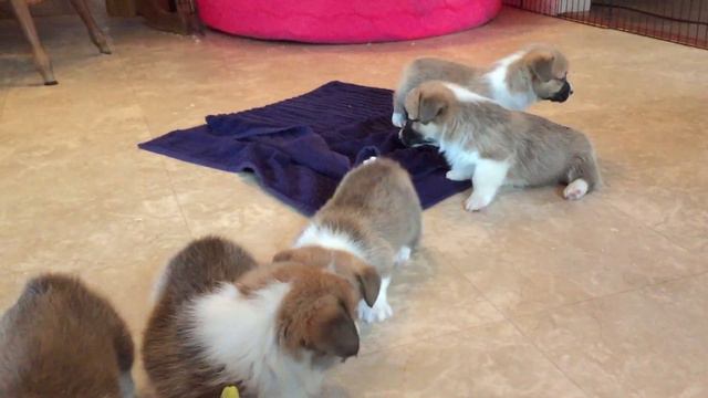 Reasons Why You Should Get A Corgi Puppy (Or Shouldn't) смотреть онлайн