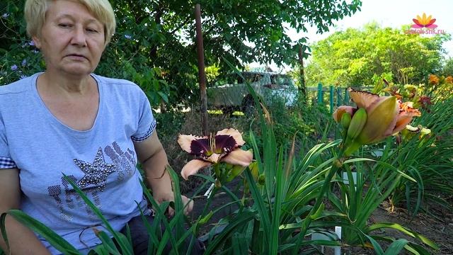 Лилейник Jane Trimmer. Июль 2018 смотреть онлайн