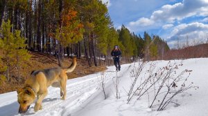 Ночую в землянке. Ушёл на сутки в тайгу с собакой.