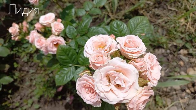 Цветение роз - первогодок 31.05.23 смотреть онлайн