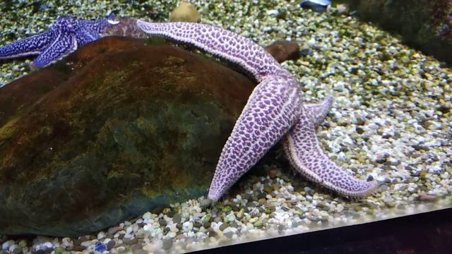 Морская звезда ходит смотреть онлайн