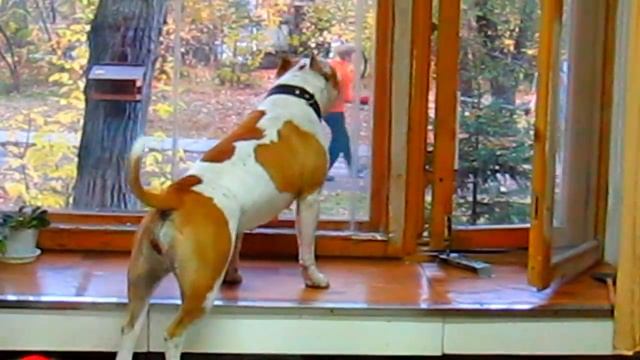 Пиджи лает на играющих за окном молодых людей смотреть онлайн