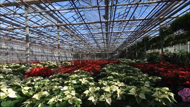 Copy of Poinsettia 18 inch house Movie смотреть онлайн