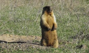 Сурок байбак. Как кричит сурок ( Marmota bobak )