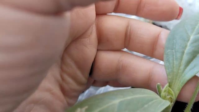 Планирую вырастить арбузы в Сибири. 1 часть.Май 2023 смотреть онлайн