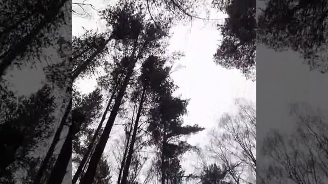 #мотобуксировщик #мухтар15 #мотособака #лес #камыш . (3) смотреть онлайн