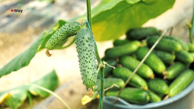 ДАЙТЕ ОГУРЦАМ СОДУ И БУДЕТЕ СОБИРАТЬ УРОЖАЙ ВЕДРАМИ ДО ОСЕНИ!!! УХОД ЗА ОГУРЦАМИ! смотреть онлайн
