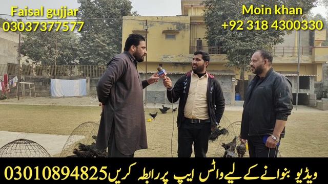 Black Tongue Ayam Cemani Hen Farming in Pakistan || Black Tongue Ayam Cemani Chicken Business смотреть онлайн