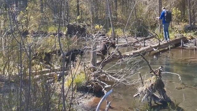 #сложностидобермана ,или как жить,если ты немножко коричневый кобель доберман. смотреть онлайн