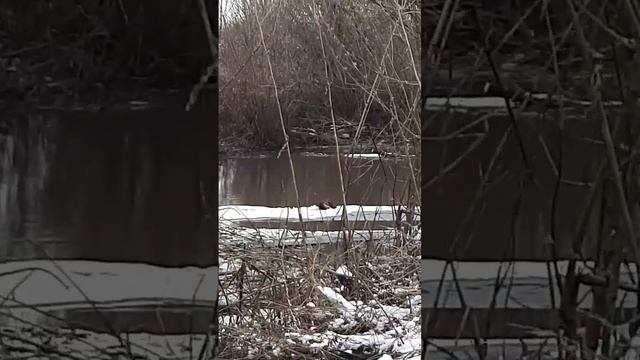 Выдра чистит мех. смотреть онлайн