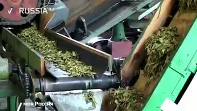 Производство чая в России смотреть онлайн
