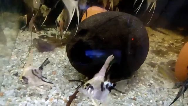 Скалярія (Чехія) - далматин і чорна смотреть онлайн