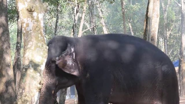 Почему у слонов грустные глаза смотреть онлайн