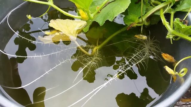 Hybrid Cantaloupe - Hydroponic Roots on Vines of Soil-Based Cantaloupe Plant смотреть онлайн