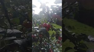 Яблоня заветное.