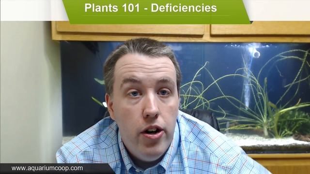 Aquarium Plants Dying Plant Deficiencies Plants 101 смотреть онлайн