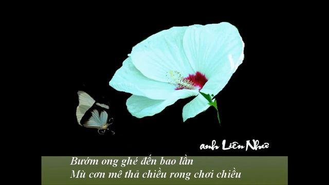 Impossible Dream -Mitch Leigh -Minh Ngoc Piano -Hoa Dam But -tho Tram Van -LienNhu смотреть онлайн