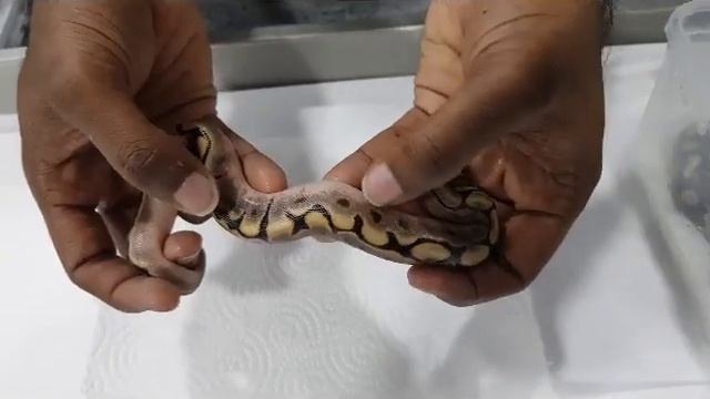 Ball Pythons: Hatchling Reveal #2 from ARP Constrictors смотреть онлайн