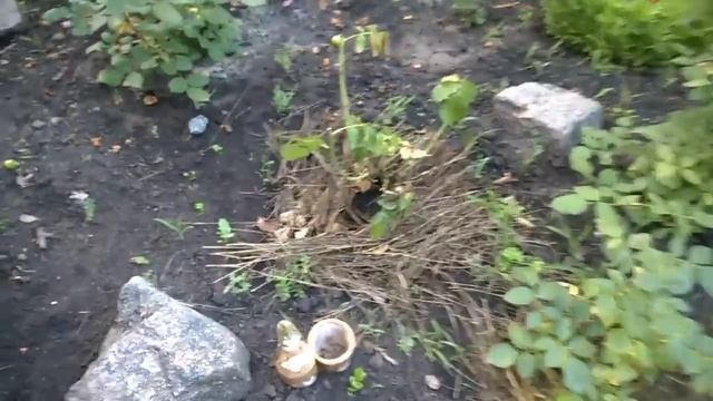 ВЛОГ: Дачно-вышивальный влог//Экскурсия по даче смотреть онлайн