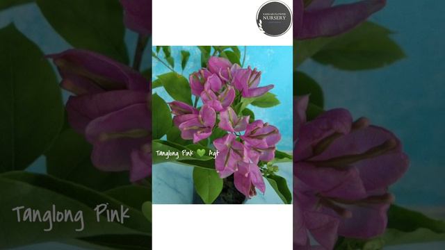 Bougainvillea Glabra
