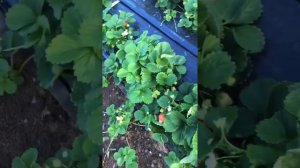 Клубника, сорта Приз, Сизоже, Сирано, Бьюти, Бравура—ремы и нейтралы.