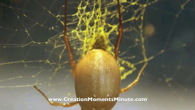 Flying Spiders (Part 1 of 2) | Creation Moments Minute смотреть онлайн