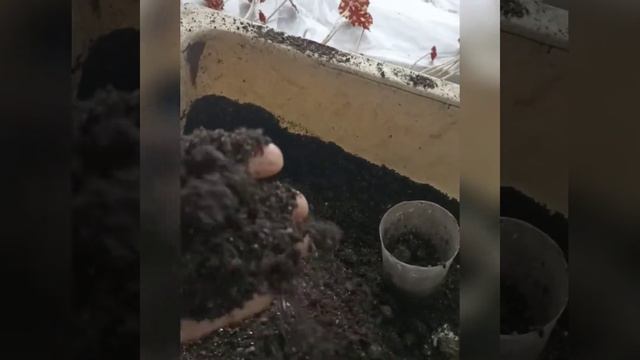 как быстро и просто омолодить и размножить королевскую бегонию смотреть онлайн