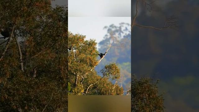 Мир где обитают животные. Animals planet. #shorts #amazing #animals смотреть онлайн