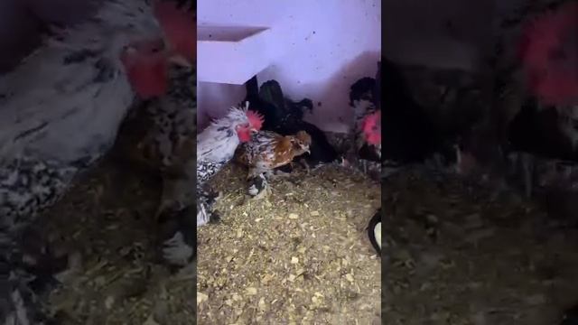 Алтайские Бентамки смотреть онлайн