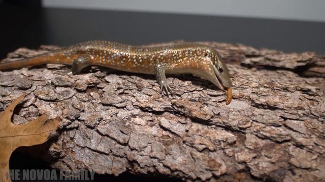 Red Sided Skink смотреть онлайн