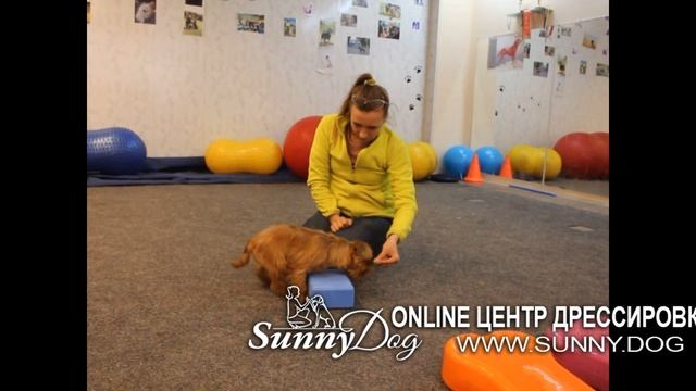 Урок 2 Дрессировка маленькой собаки. Интереные задания для послушания и уверенности смотреть онлайн