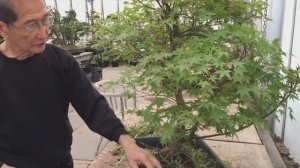 Бонсай из клена за 20 минут это ПРОСТО!