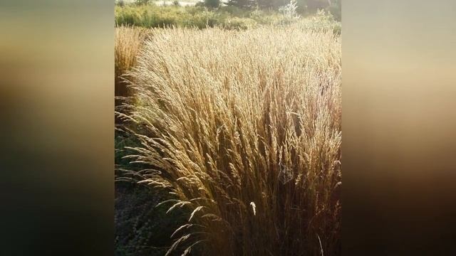 ЛУГОВИК (DESCHAMPSIA) сем. Злаки смотреть онлайн
