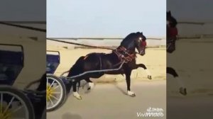 Чеченский Нашид