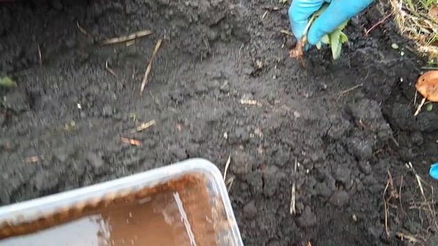 Осенние работы с клубникой. Уход за клубникой осенью. Воздушка, выкинуть или оставить? смотреть онлайн