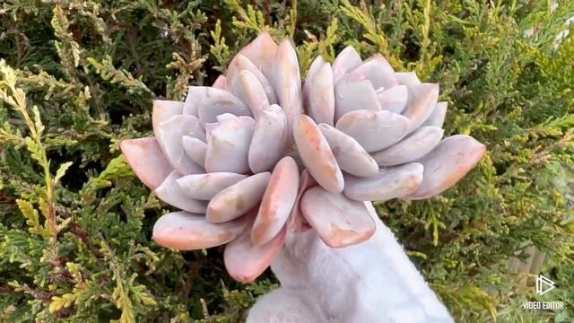 Echeveria Missing You