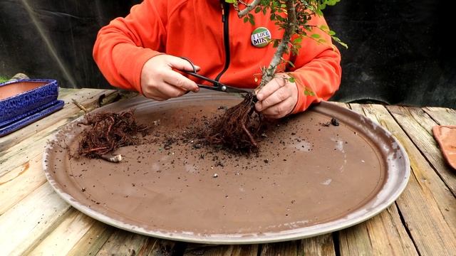My Chinese Elm and Nightshade, The Bonsai Zone, June 2022 смотреть онлайн