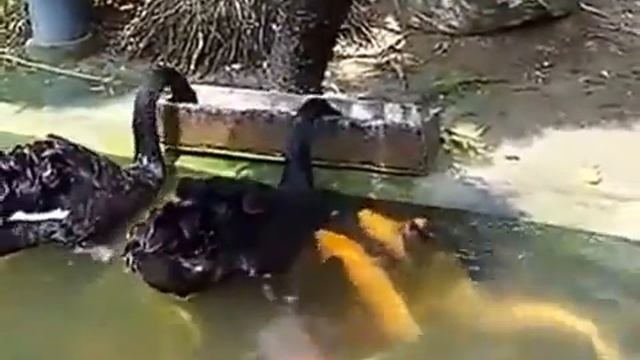 гуси кормят рыбок смотреть онлайн