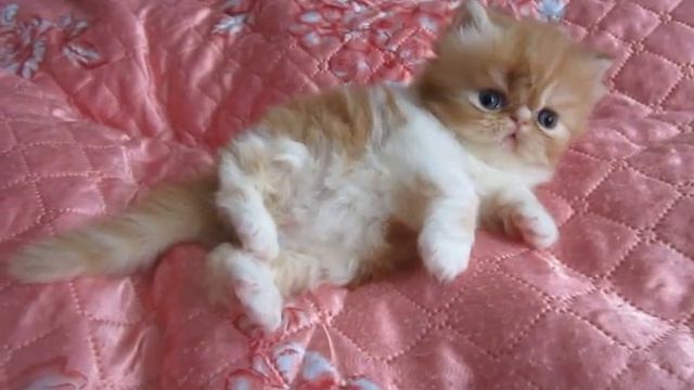 Рыжая с белым кошечка 1 мес 2 нед 18699 смотреть онлайн