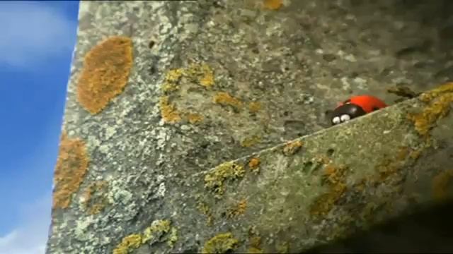 Букашки божья коровка дразнит мух смотреть онлайн