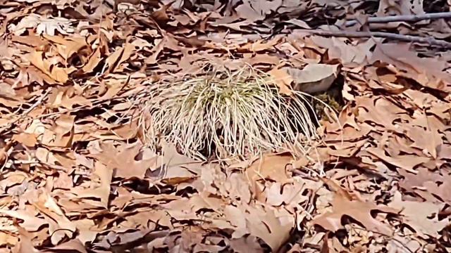 Hiking and Exploring Adventure around Metacomet Trail area смотреть онлайн