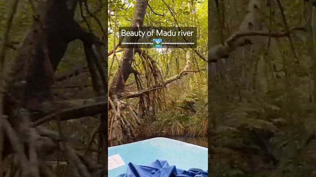 A journey to discover the beauty of nature....🌳🍂🌊🚤 #shorts_video смотреть онлайн