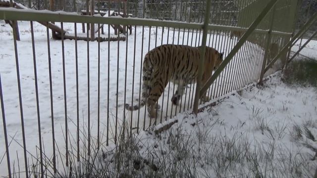 Тигры водят хоровод и общаются с гостями??❄ смотреть онлайн