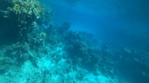 Лучший риф отель Sentido Reef Oasis Senses Resorts 5* Египет 2019